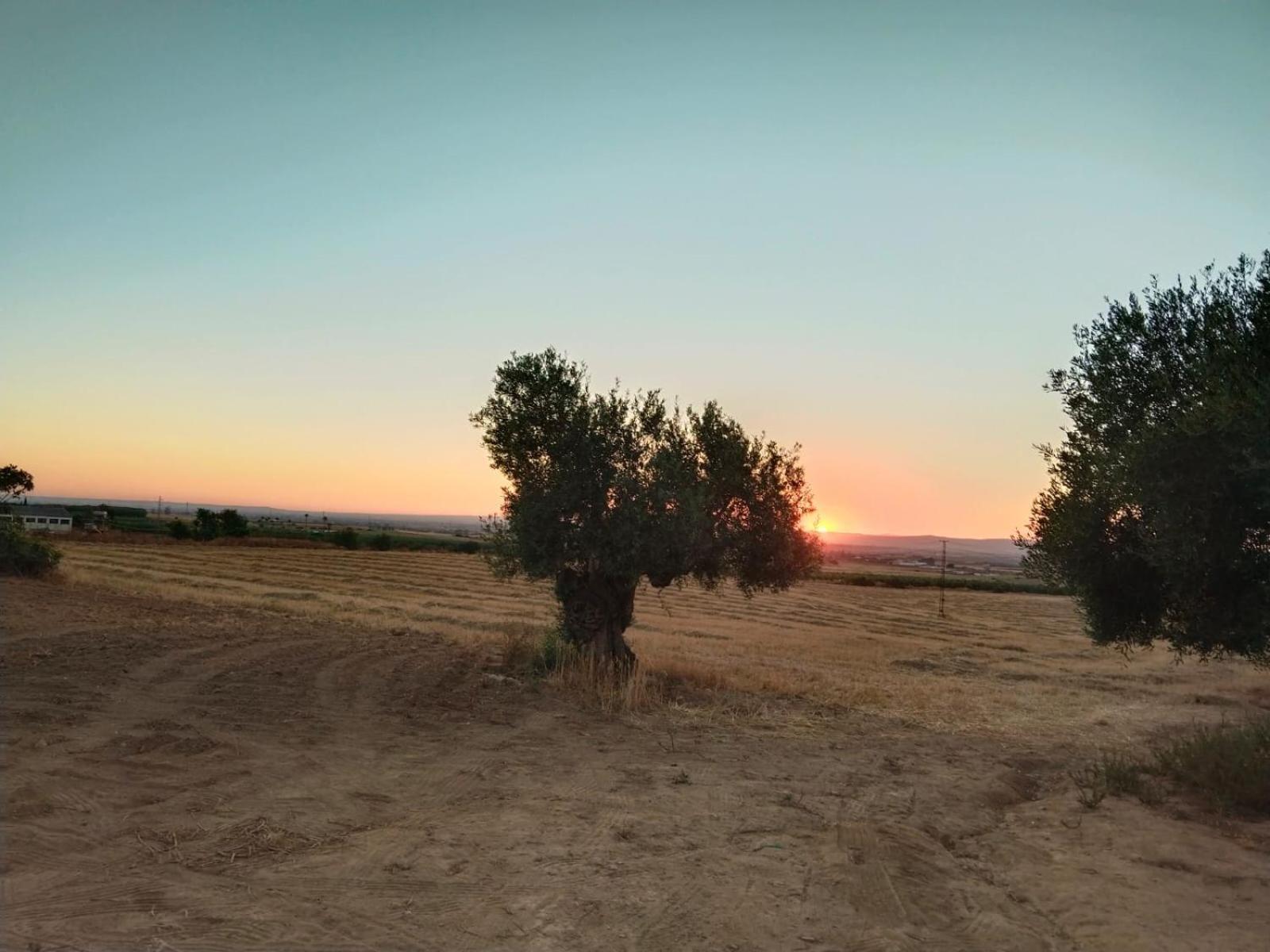 Hébergement de vacances Cerro Campon Carmona (Seville)
